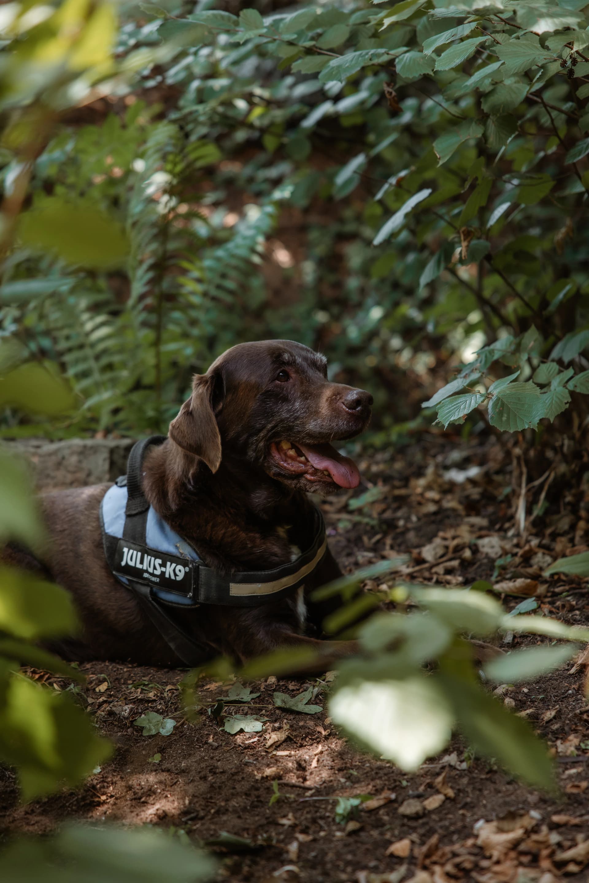 Cabana Rustică - Pădurea Veselă - Imagine 11