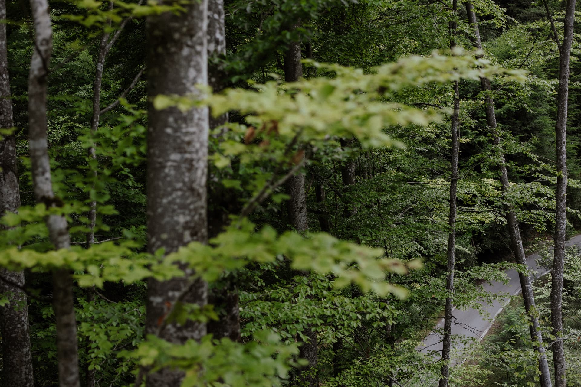 Cabana Sturzul Negru - Imagine 7